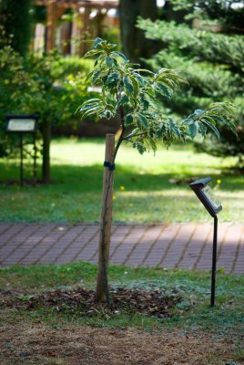 Castanea sativa 'Luteo Variegata' - kaštanovník jedlý - celek